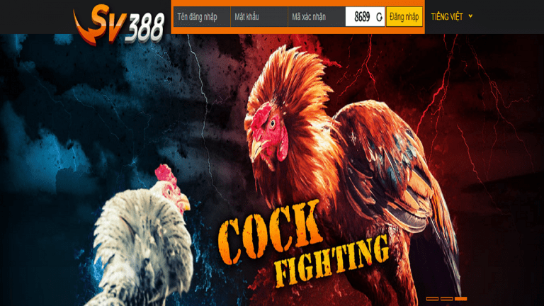 SV388 – Nhà cái với các vòng chọi gà nổi tiếng 